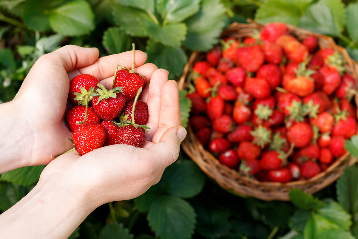 fresh-strawberries
